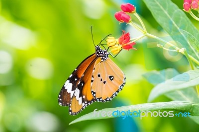 Orange Black Pattern Butterfly On Bunch Stock Photo