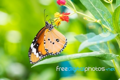 Orange Black Pattern Butterfly On Bunch Stock Photo