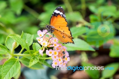 Orange Black Pattern Butterfly On Bunch Stock Photo