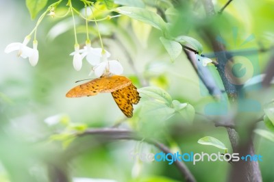 Orange Black Pattern Butterfly On Bunch Stock Photo