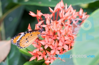 Orange Black Pattern Butterfly On Bunch Stock Photo