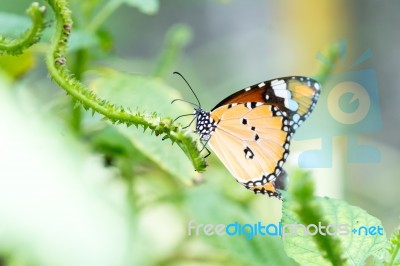 Orange Black Pattern Butterfly On Bunch Stock Photo