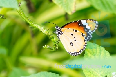 Orange Black Pattern Butterfly On Bunch Stock Photo