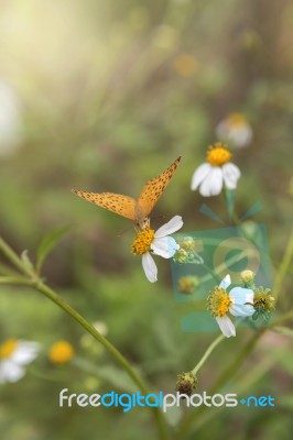 Orange Butterfly In The Garden Stock Photo