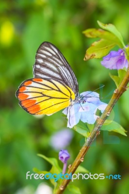 Orange Butterfly On Flower Stock Photo