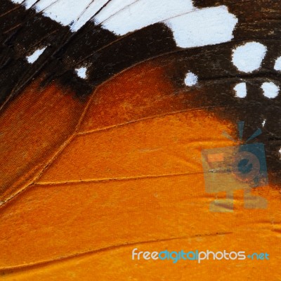 Orange Butterfly Wing Stock Photo