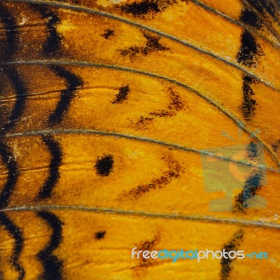 Orange Butterfly Wing Stock Photo