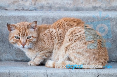 Orange Cat On The Street Stock Photo