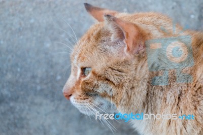 Orange Cat On The Street Stock Photo