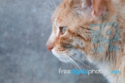 Orange Cat On The Street Stock Photo