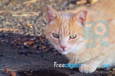 Orange Cat With Green Eye Stock Photo