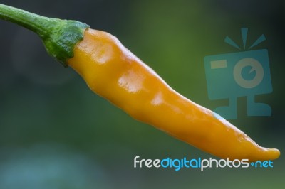 Orange Chilli Hanging From Plant Closer Stock Photo