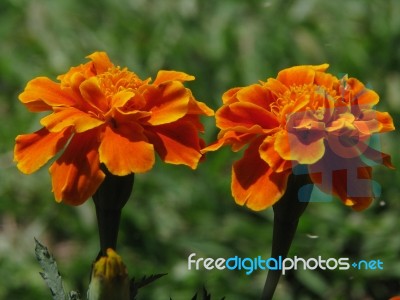 Orange Chrysanthemum Stock Photo