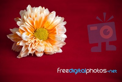 Orange Chrysanthemum Flower Stock Photo