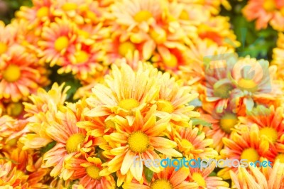 Orange Chrysanthemum Flowers In Garden Stock Photo