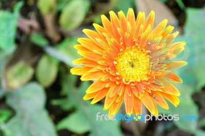 Orange Chrysanthemum Flowers In Garden Stock Photo