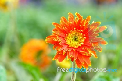 Orange Chrysanthemum Flowers In Garden Stock Photo