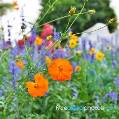 Orange Cosmos Flower Stock Photo