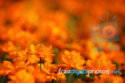 Orange Cosmos Flower Stock Photo