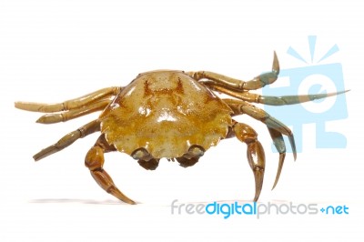 Orange Crab Stock Photo