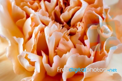 Orange Crinkly Carnation Stock Photo