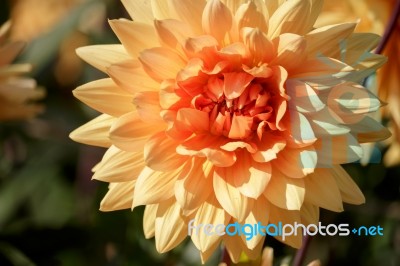 Orange Dahlia Stock Photo