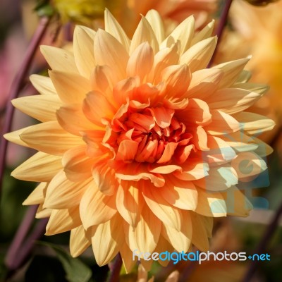 Orange Dahlia Stock Photo