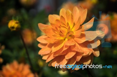 Orange Dahlia In Full Bloom Stock Photo