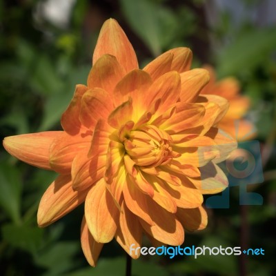 Orange Dahlia In Full Bloom Stock Photo