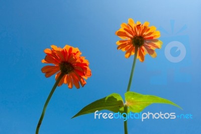 Orange Daisy Flower Stock Photo