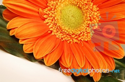 Orange Flower Stock Photo