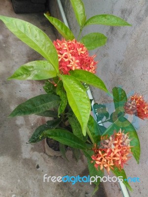 Orange Flower Plant Stock Photo