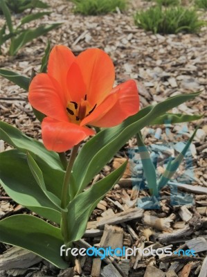 Orange Flower Planted In Mulch Stock Photo