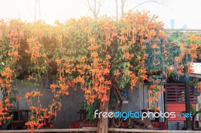 Orange Flowers At Home Stay Stock Photo