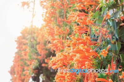 Orange Flowers With Daylight Stock Photo