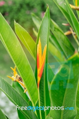 Orange Flowers With Green Nature Stock Photo