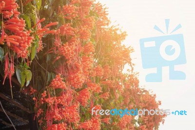 Orange Flowers With Sky Stock Photo