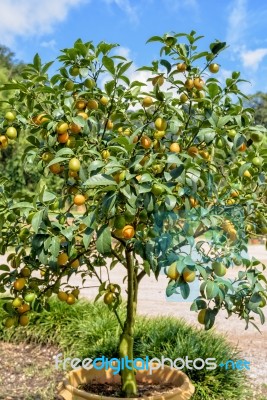 Orange Fruit On The Tree Stock Photo