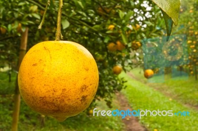 Orange Garden In North Of Thailand Stock Photo