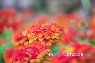 Orange Gerbera With Beauty Stock Photo