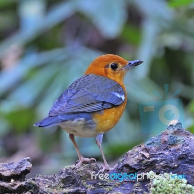 Orange-headed Thrush Stock Photo