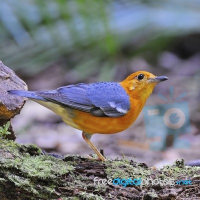 Orange-headed Thrush Stock Photo