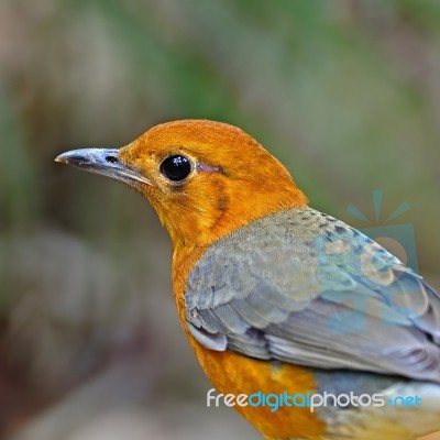 Orange-headed Thrush Stock Photo