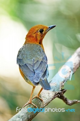 Orange-headed Thrush Stock Photo