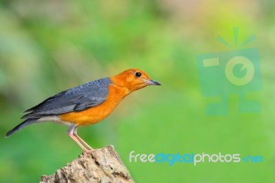 Orange-headed Thrush Bird Stock Photo