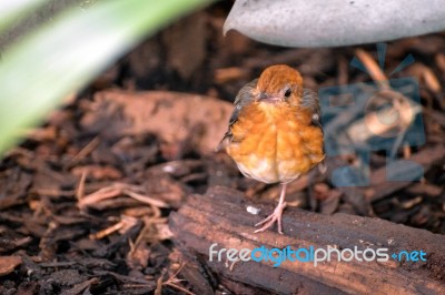 Orange-headed Thrush (geokichla Citrina Syn. Zoothera Citrina) Stock Photo