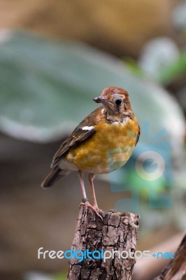 Orange-headed Thrush (geokichla Citrina Syn. Zoothera Citrina) Stock Photo