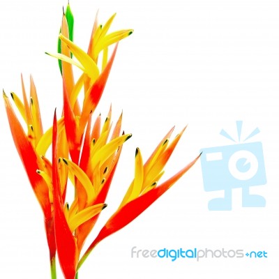 Orange Heliconia Stock Photo