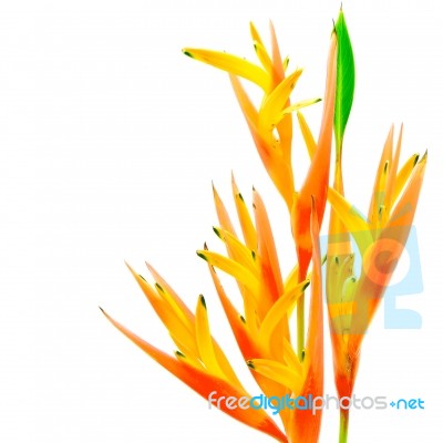 Orange Heliconia Stock Photo