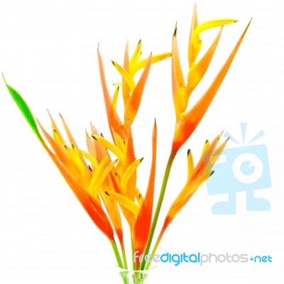 Orange Heliconia Stock Photo